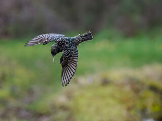 Star (Sturnus vulgaris)