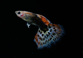 Leopard guppy (Poecilia reticulata) isolated on black background.