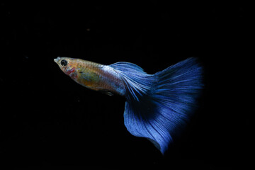 Japan blue guppy (Poecilia reticulata) isolated on black background.