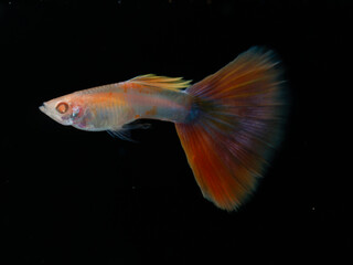 Albino aquamarine pink tail guppy (Poecilia reticulata) isolated on black background.