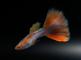 Albino aquamarine pink tail guppy (Poecilia reticulata) isolated on black background.