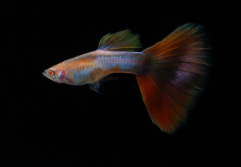 Albino aquamarine pink tail guppy (Poecilia reticulata) isolated on black background.