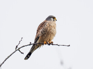 Turmfalke (Falco tinnunculus)