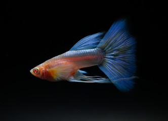 Albino blue tail ribbon fin guppy (Poecilia reticulata) isolated on black background.