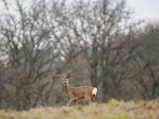 Reh&nbsp;(Capreolus capreolus)