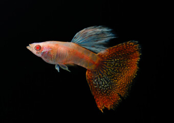 Albino king cobra guppy (Poecilia reticulata) isolated on black background.