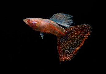 Albino king cobra guppy (Poecilia reticulata) isolated on black background.
