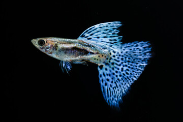 Beautiful Blue Grass Guppy (Poecilia reticulata) isolated on black background.