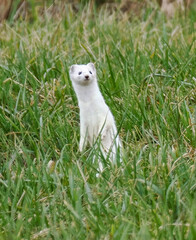 Hermelin (Mustela erminea), auch Großes Wiesel oder Kurzschwanzwiesel