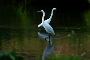 Obraz premium Two interlaced great egrets standing in the water, dark background
