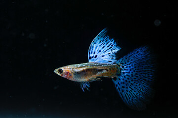 Beautiful Blue Grass Guppy (Poecilia reticulata) isolated on black background.