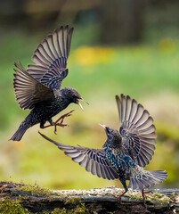 Star (Sturnus vulgaris)