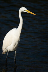 one white great egret standing in the water, dark background