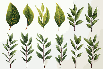Watercolor green leaves plant clipart collection. Isolated on white background vector illustration set.