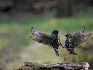 Star (Sturnus vulgaris)