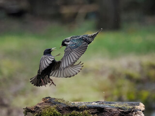 Star (Sturnus vulgaris)
