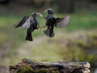 Star (Sturnus vulgaris)