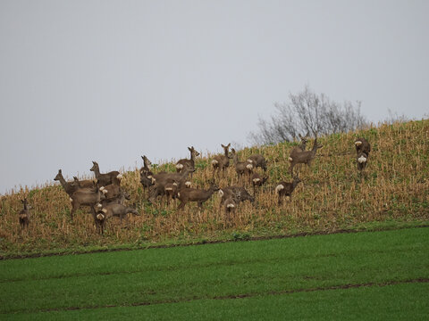 Reh im Feld