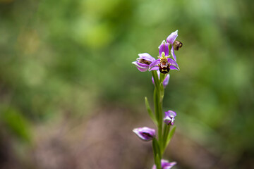 Bee orchid, close-up shot, ophrys apifera 