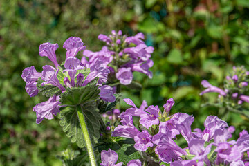 Purple Betonica flowres