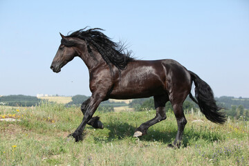 Fototapeta premium Amazing friesian mare running on pasturage