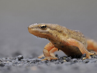 Fadenmolch (Lissotriton helveticus)