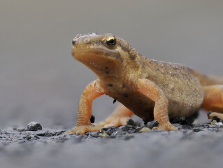 Fadenmolch (Lissotriton helveticus)