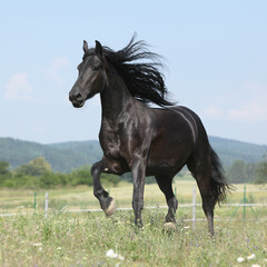 Amazing friesian mare running on pasturage