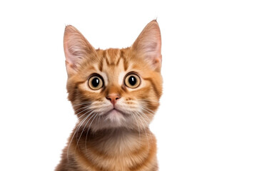 Cute fluffy portrait smile kitty Cat that looking at camera isolated on clear png background, funny moment, lovely cat, pet concept.