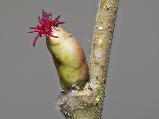 Haselnussblüte weiblich