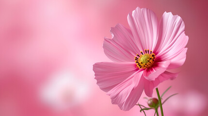 Isolated Pink Flower on Pink Background Wallpaper, Generative AI