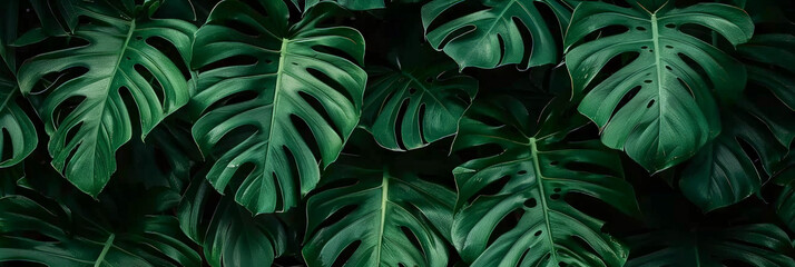 green leaves background,green  tropical leaves, green Monstera plant leaves, banner