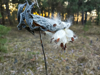 Syrian cottonweed, Aesculapian grass, Milky grass, Swallow grass. Asclepias syriaca. Dry seeds of Asclepias syriaca L in the winter wind.