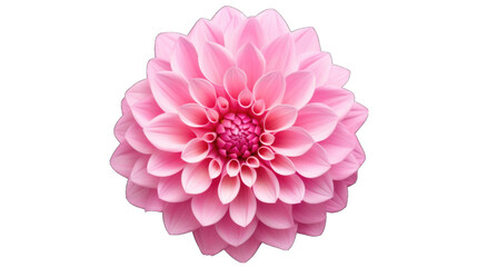 dahlia flower on front view png