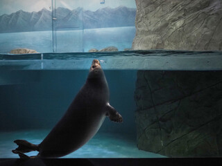 Baltic seal in the aquarium of the oceanarium. High quality photo - obrazy, fototapety, plakaty
