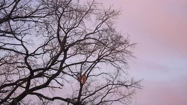 Oak tree without leaves at sunset.