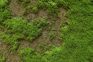 Texture of moss on the wall. green moss background, Green moss on grunge texture for text.
