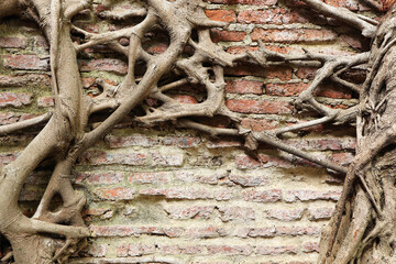 Tree roots tangle around each other on old red brick wall.Trunk and big tree roots on old red brick wall.