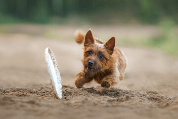 An Australian Terrier dog intently chases a toy showcasing determination and athleticism on a sandy...