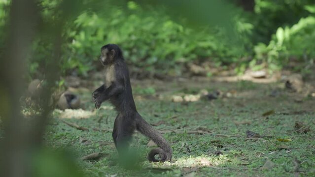 Monkey on Hind Legs Observing Surroundings Before Descending