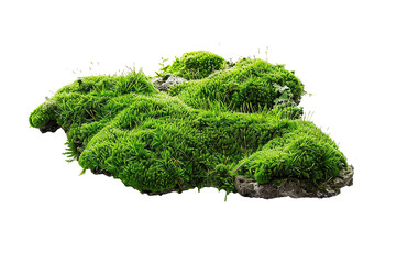 Green moss on rock isolated on white - obrazy, fototapety, plakaty
