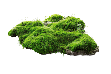 Green moss on rock isolated on white