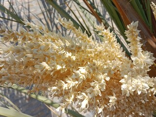 Flower of the Phoenix dactylifera L in the garden or date palm flower or flower of the date tree