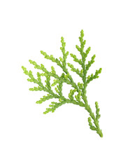 Green twig of Thuja orientalis plant isolated on white background with clipping path. Leaves of Thuja orientalis or Platycladus orientalis, Chimese Arborvitae leaves.