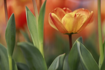 tulips, bokeh shots