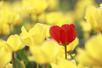 Obraz premium tulips, bokeh shots