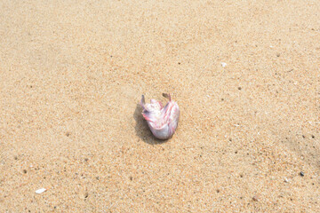Dead Fish on beach of sand.