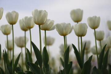 tulips, bokeh shots