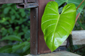 Philodendron plant in the garden. Closeup of leaf philodendron in a pot as home decoration. © Yuphayao Pooh's