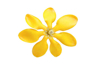 Gardenia carinata Wall. ex Roxb. Blooming Gardenia carinata wall flower on white background with...